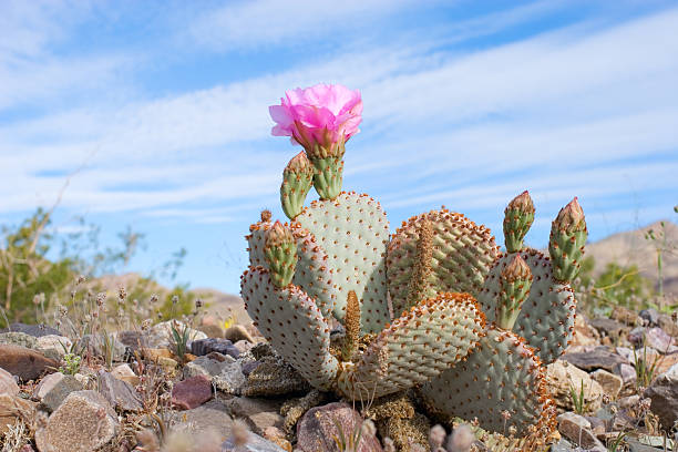 Photo of a cactus flower